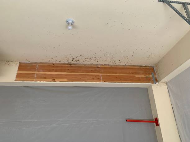 Best Forensic Mold Investigation  in Clawson, MI