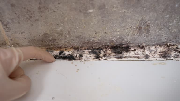 Asbestos and Lead Testing During Mold Inspection in Clawson, MI